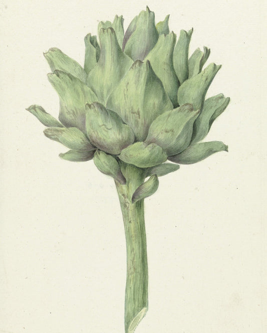 The Elegant Artichoke