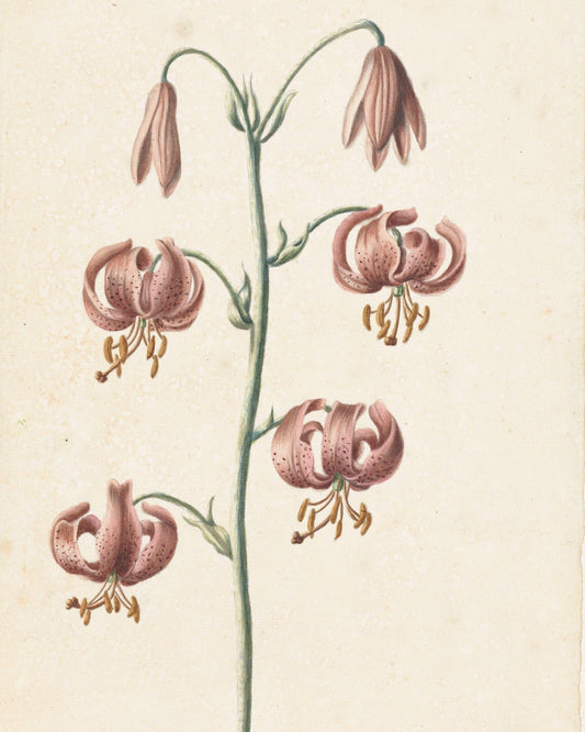 Catharina Lintheimer: A Quiet Eye for Nature