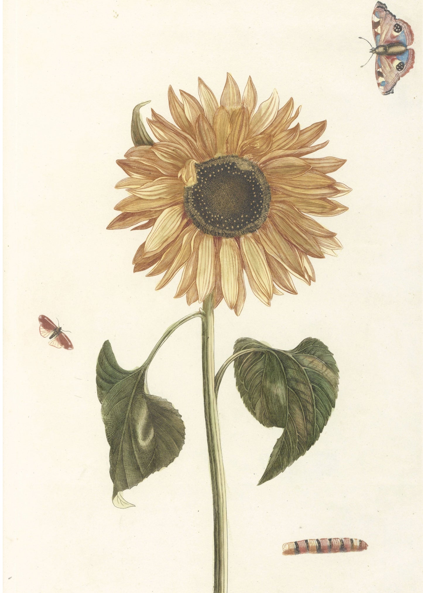 The Sunflower