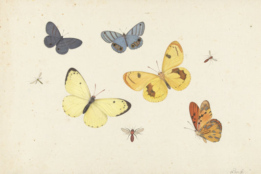 Dancing Butterflies