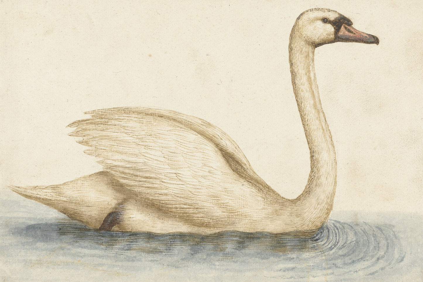 The Graceful Swan