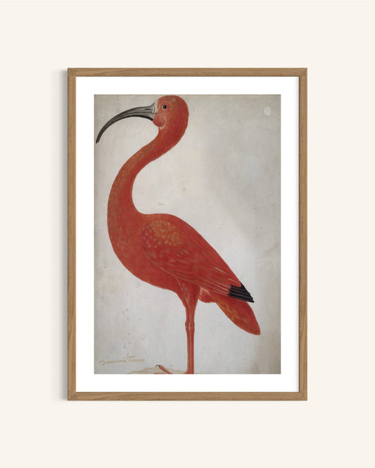 The Scarlet Ibis