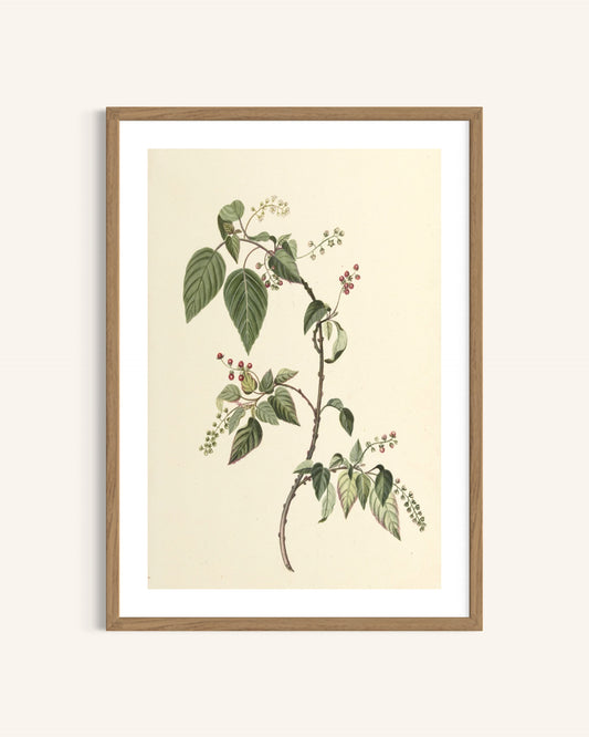 The Collector’s Nandina