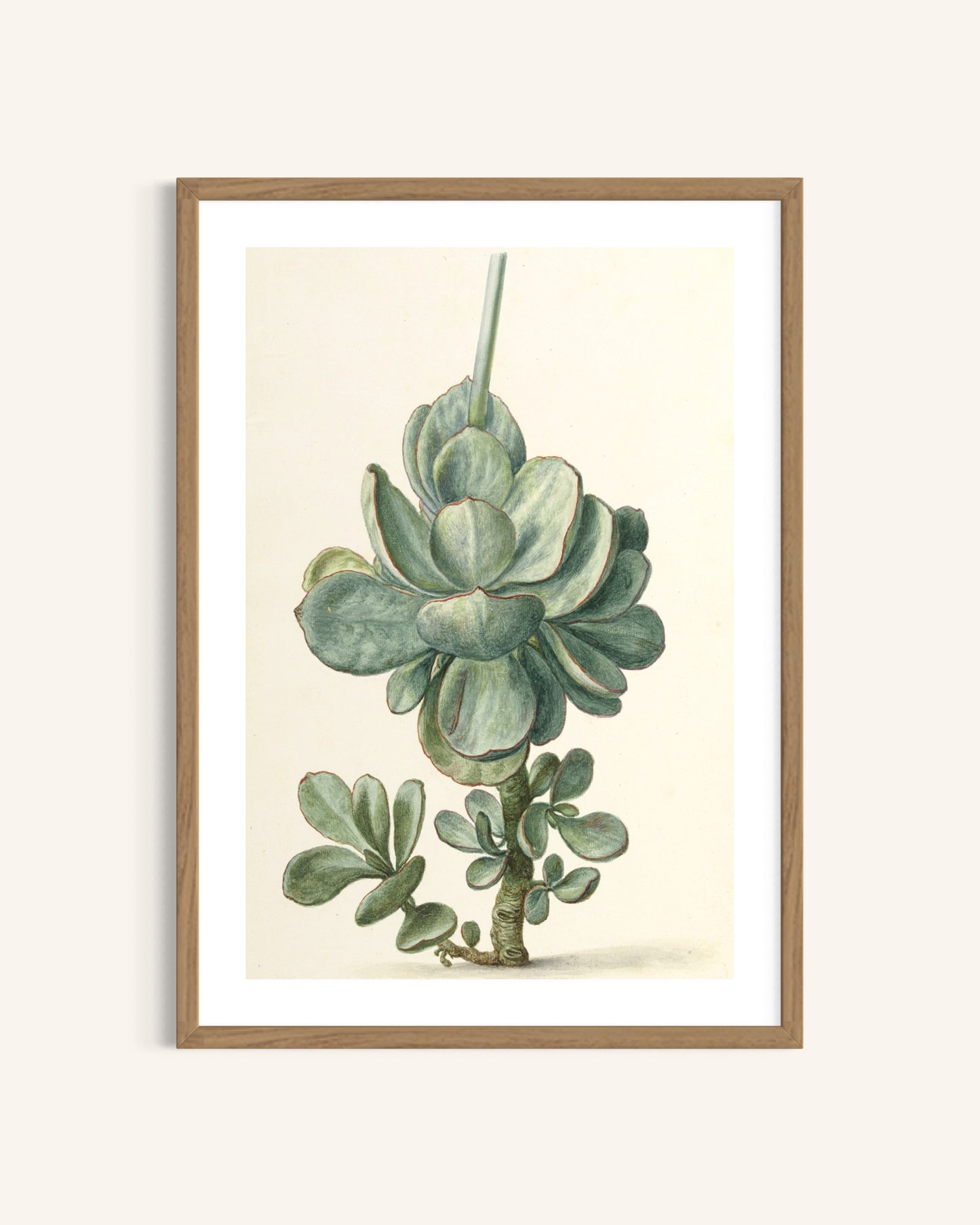 The Serene Succulent