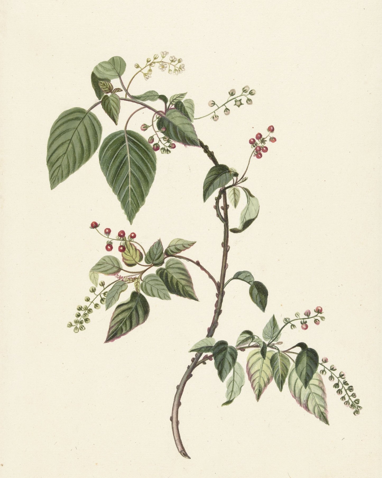 The Collector’s Nandina