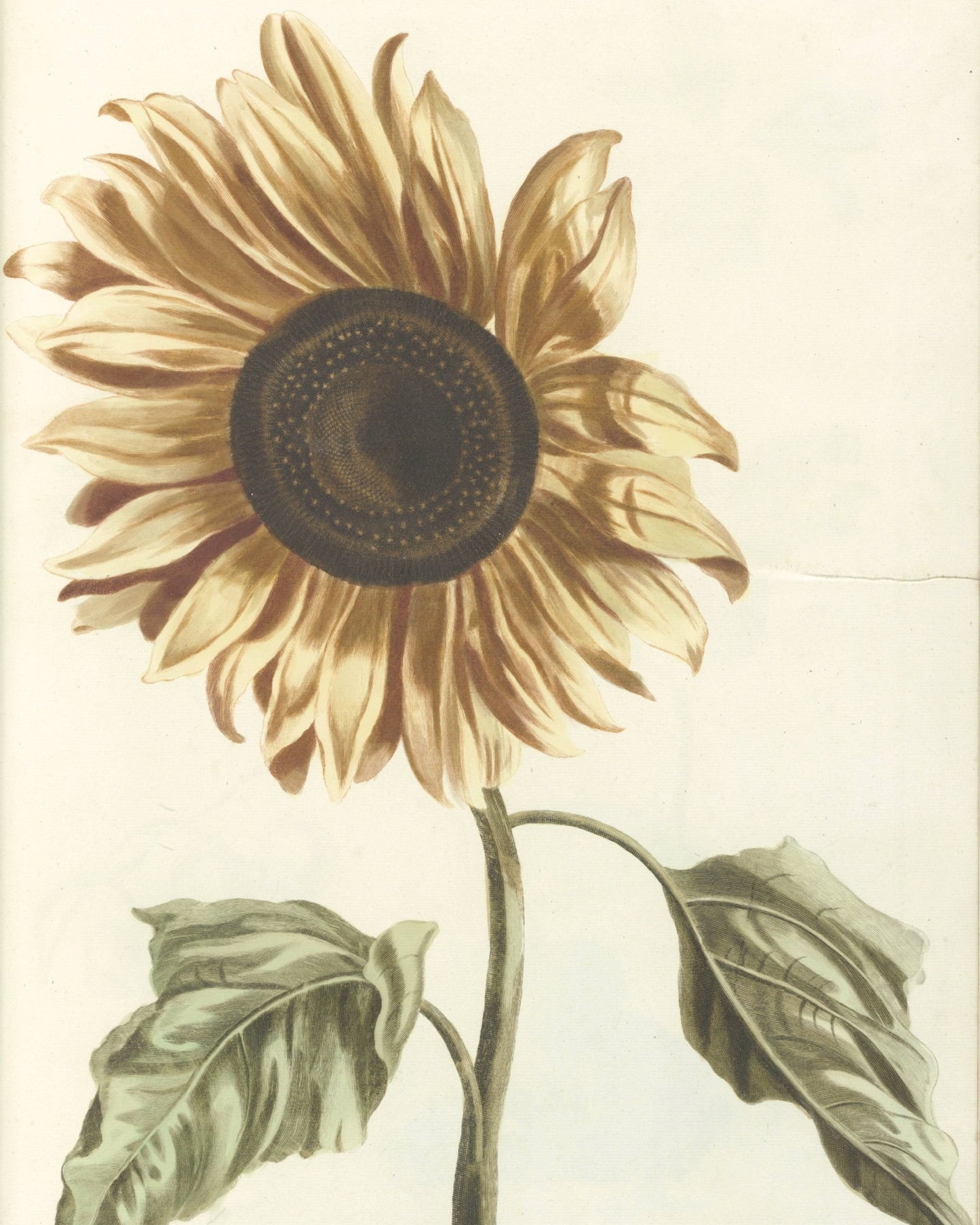 3 Art Print Set - The Botanical Garden