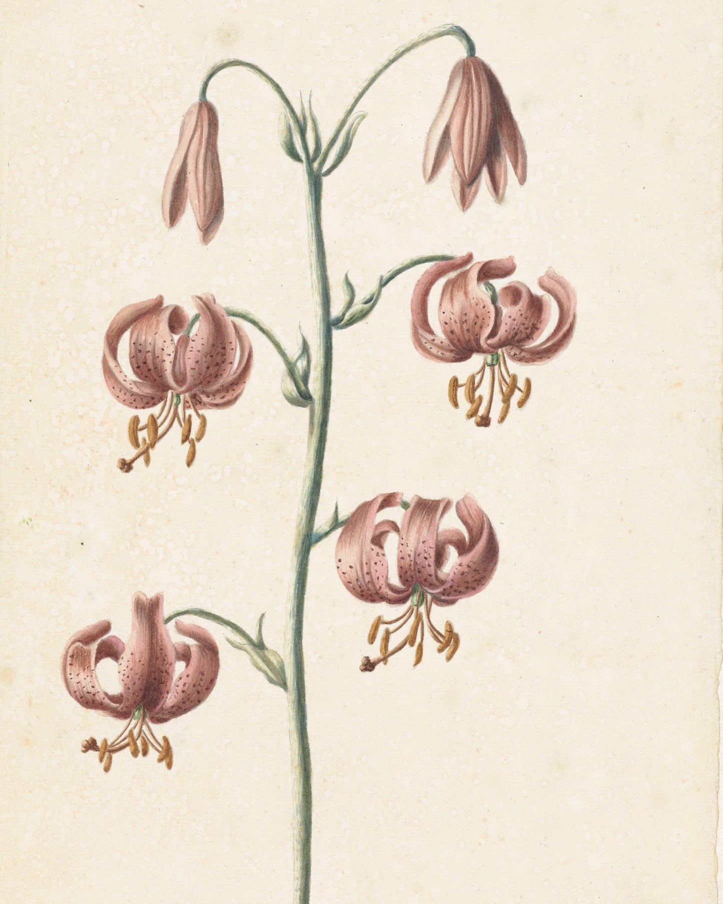 3 Art Print Set - The Botanical Garden