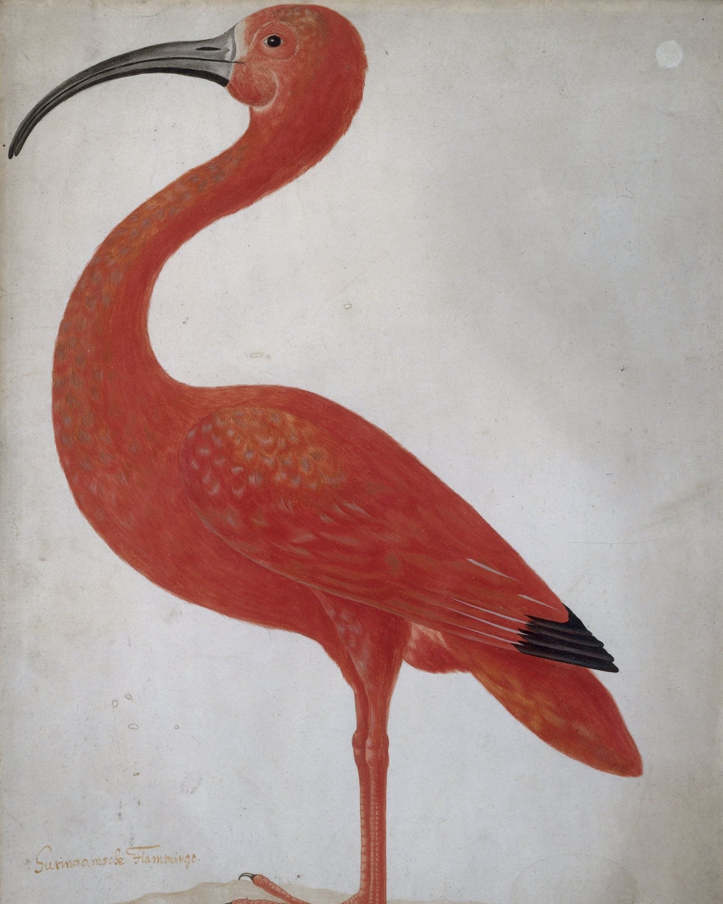 3 Art Print Set - The Bird Collection