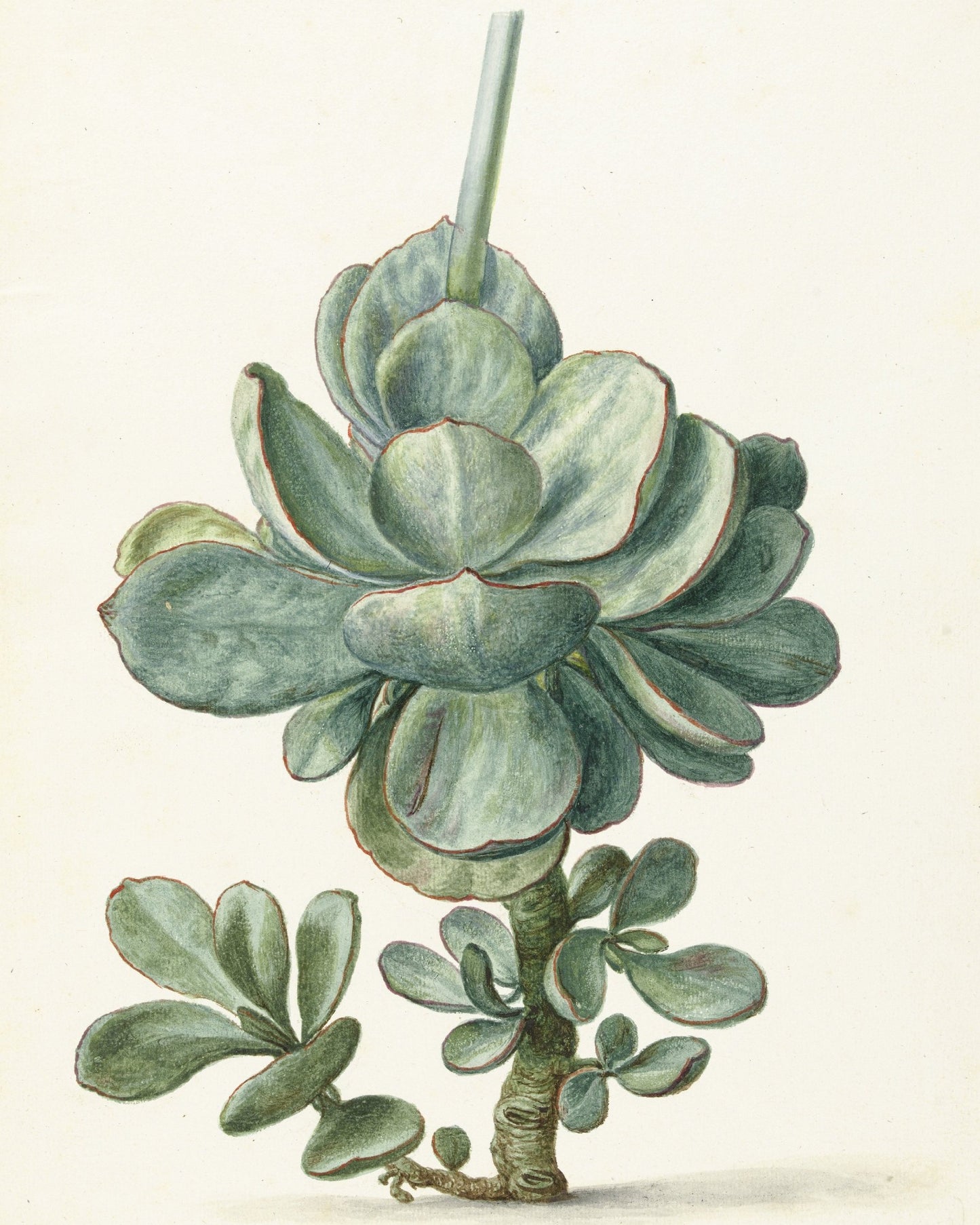 The Serene Succulent