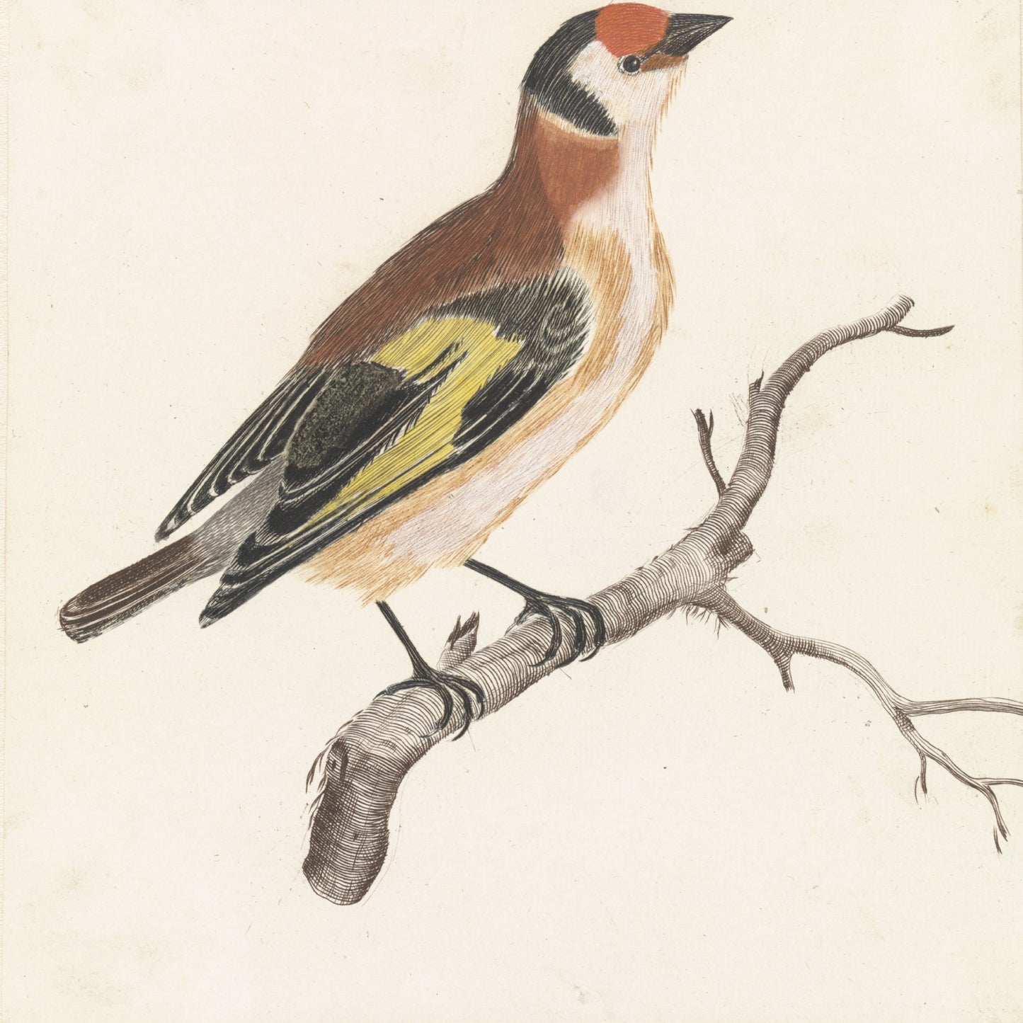 The Goldfinch