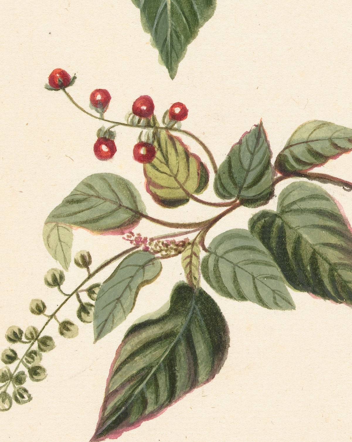 The Collector´s Nandina