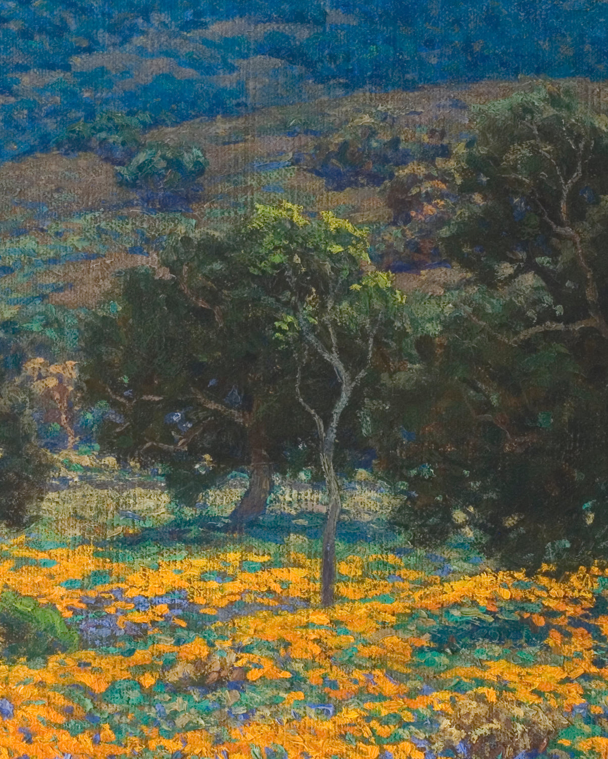 California Poppy Field