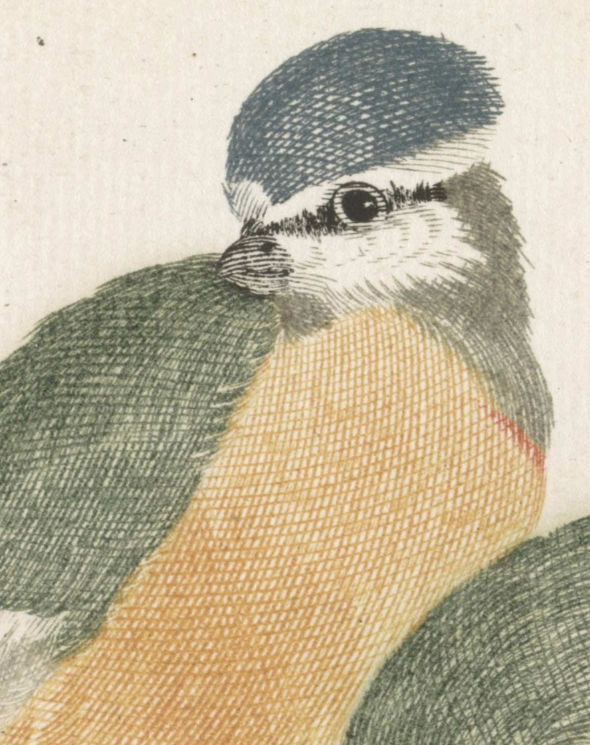 Blauwe zangvogels op een tak